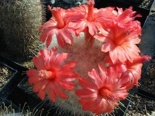 Mammillaria senilis